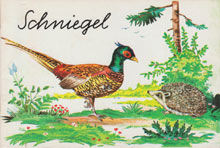 1491 G/50 - Schniegel